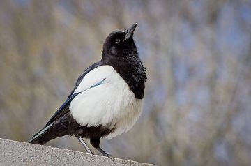Skatan funderar på seo